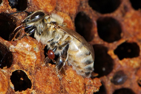 A bee and Varroa mite