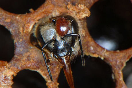 Honey bee emerging from a brood cell with a parasitic varroa mite on its head