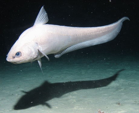 Deep-sea Grenadier scavenging on the abyssal plains. Copyright, Oceanlab, University of Aberdeen