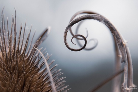 a close up shot of a teasel at Muir of Dinnet