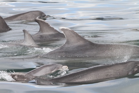 a group of dolphins swimming