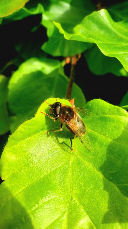 Research from the University of Aberdeen states current UK conservation polices fail to protect important insect species.