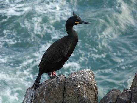 European Shag, image courtesy of Mark Newell