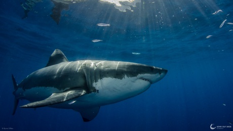 Great white sharks photographed in Guadalupe, Mexico by Byron Dilkes. Courtesy of Save Our Seas Foundation