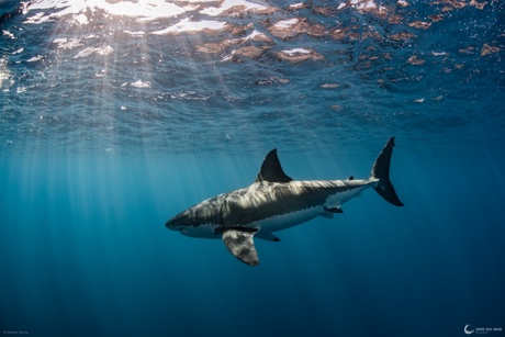 Great white sharks photographed in Guadalupe, Mexico by Matthew During. Courtesy of Save Our Seas Foundation