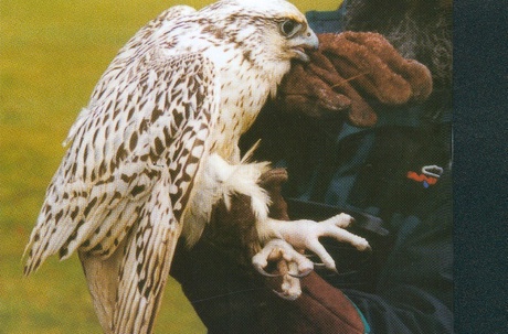 This rare Gyr Falcon was sent ashore in March 2000 where it was cared for and released