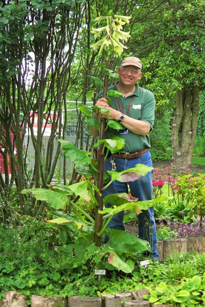 Richard Walker and the Giant Himalayan Lily