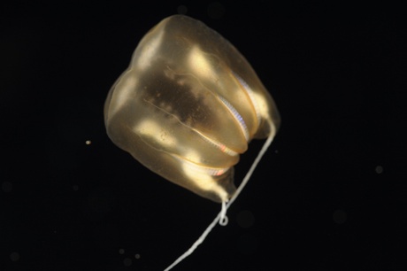 Incredible bathypelagic ctenophore - comb jelly that anchors to the seafloor using its tentacles - courtesy of David Shale