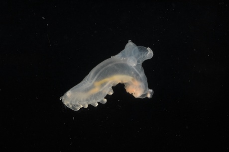 Sea cucumber found swimming above the mid atlantic ridge - courtesy of David Shale