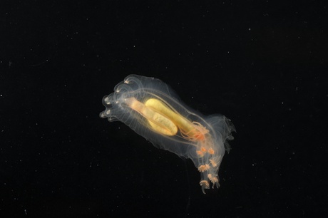 Sea cucumber found swimming above the mid atlantic ridge - courtesy of David Shale