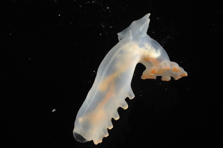 Sea cucumber - courtesy of David Shale