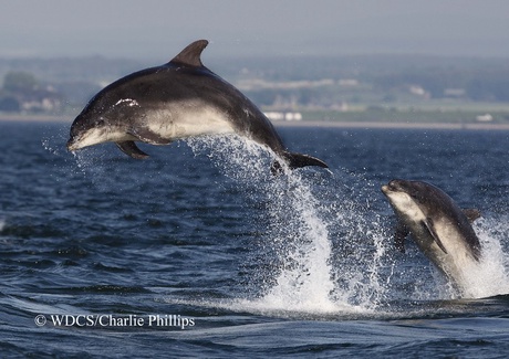 Bottlenose dolphins