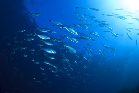 Mackerel fish underwater