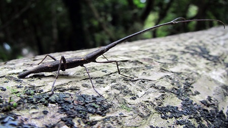 A male New Zealand Giraffe Weevil