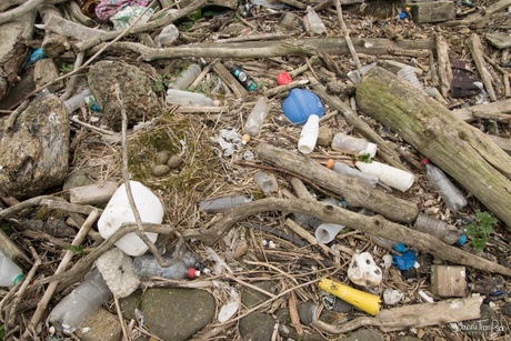 a gull nest surrounded by litter on one of the beaches on Inchkeith (an island in the Firth of Forth)