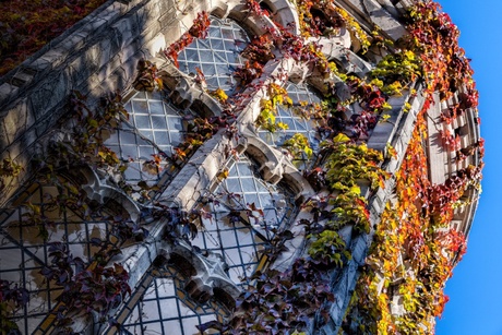 Ivy on the outside of New Kings building at the University of Aberdeen