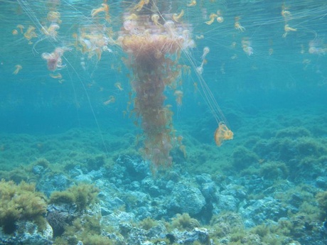 Pelagia noctiluca swarm, Ustica Island, NW Sicily, South Tyyrrhenian Sea, August 2010 Courtesy of Giacomo Milisenda, University of Salento 