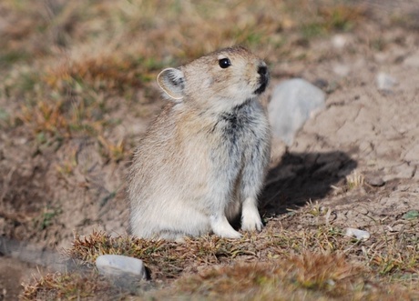 Plateau pika, photo courtesy of Dr Qingsheng Chi