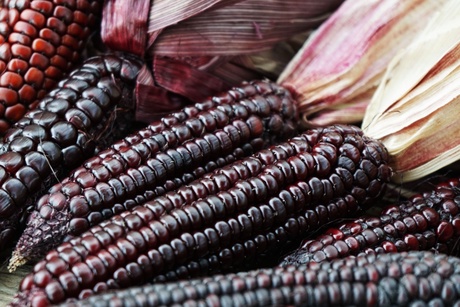 Purple sweet corn