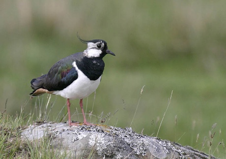 Lapwing courtesy of Darin Smith