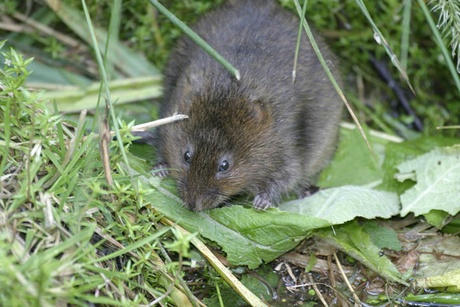 Water vole courtesy of Darin Smith