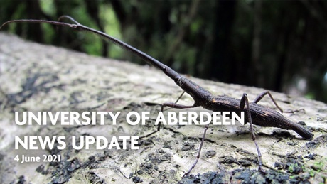 The New Zealand giraffe weevil features in this latest University video news roundup