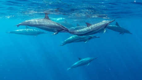 New research about dolphins is just one of the stories in the latest University News Update