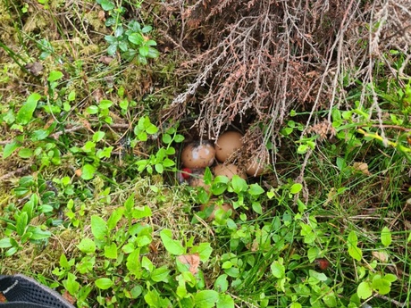 One of the fake nests with chicken eggs