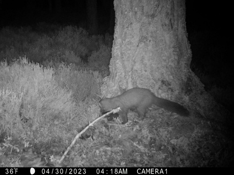 A pine marten foraging at one of the fake nests