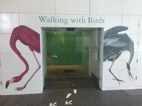 Walking with Birds exhibition