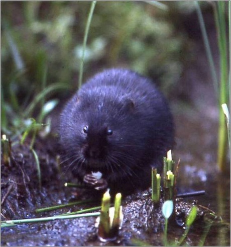 Water vole