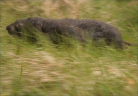 Water vole