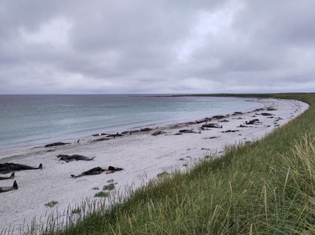 Whales stranded on a beach