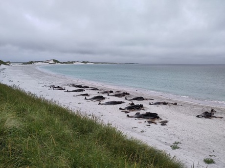 Whales stranded on a beach