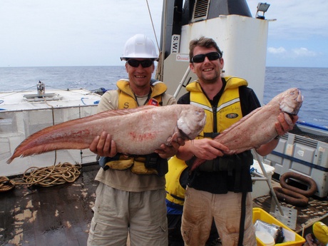 Dr Alan Jamieson (R) and 1st Officer Steve Bailey (L) on the RV Kaharoa with two of the large cusk eels from 3500m.