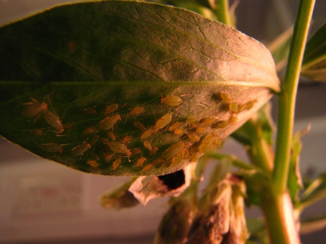 Aphids on plant