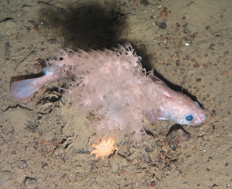 Biological diversity close to a deep-water drilling site west of Shetland, UK. An arctic rockling (Gaidropsarus argentatus) behind a rock which provides a hard surface for a soft coral (Gersemia sp.) and an asteroid (Crossaster papposus)