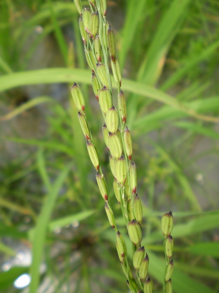 Rice field