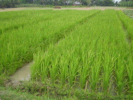 paddy field