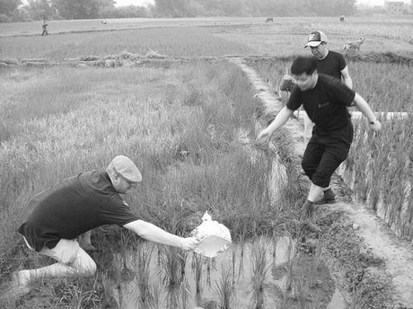 paddy field in China