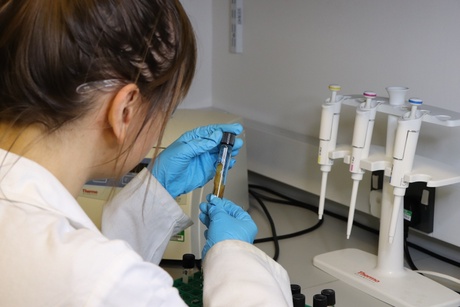 Dr Orsolya Czére examining demineralised bone collagen during the extraction process