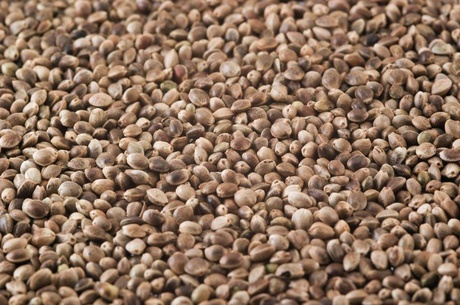 Hemp seeds