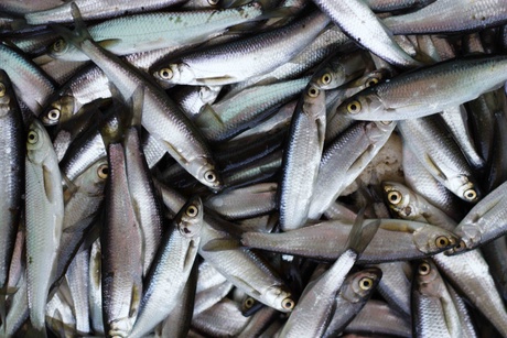 herring