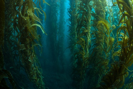 Kelp forest