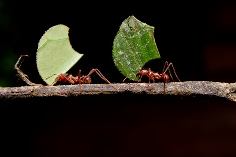 Leaf-cutter ant