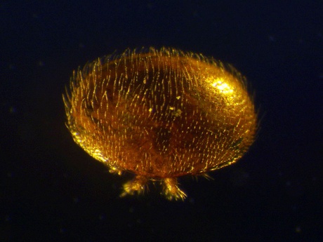 Varroa-destructor mite