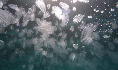 mnemiopsis jellyfish courtesy of University of Salento 