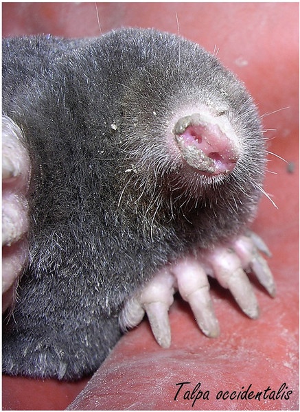 Iberian mole