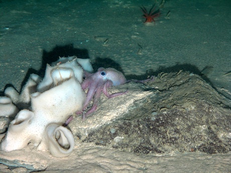 Benthoctopus sp. behind a sponge (Asconema sp.) close to an exploration well at over 1000m depth, west of Shetland, UK. www.serpentproject.com