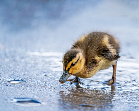 A student who rescued some ducklings from a drain is just one of the stories in this week's video news update